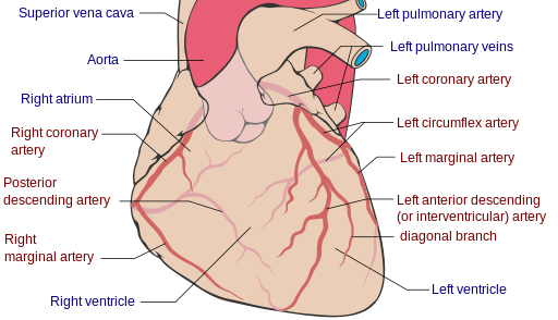 File:Coronary arteries.png