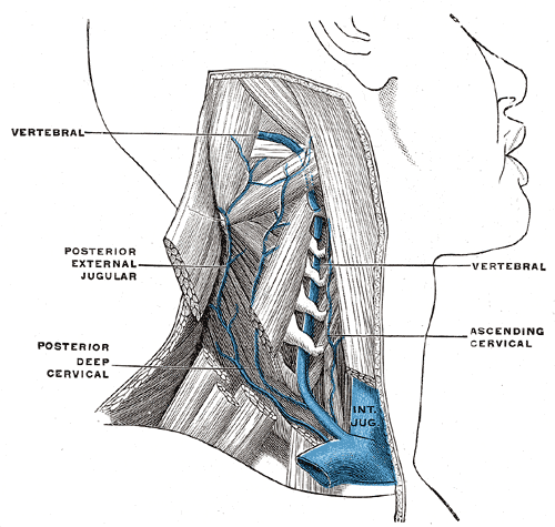 The vertebral vein.