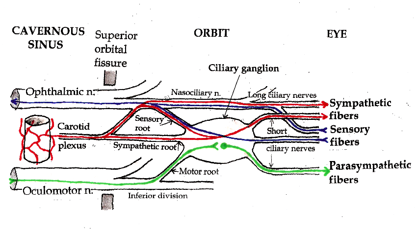 File:Ciliary ganglion pathways.png