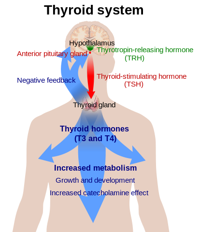 Hypothalamic–pituitary–thyroid axis - By Mikael Häggström - All used images are in public domain., Public Domain, https://commons.wikimedia.org/w/index.php?curid=8567011