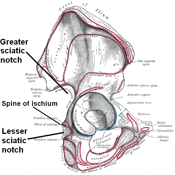 Right hip bone, external surface, showing the greater and lesser sciatic notches, separated by the ischial spine.