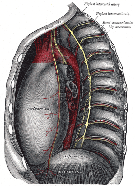 Thoracic portion of the sympathetic trunk.
