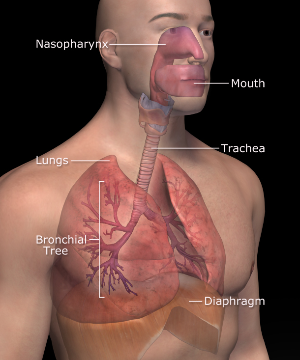 Lung - wikidoc