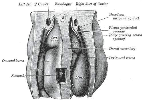 Upper part of celom of human embryo of 6.8 mm., seen from behind.