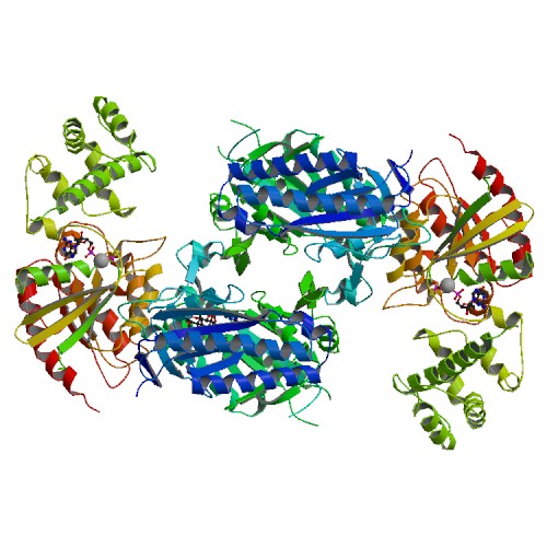 File:PBB Protein ADCY5 image.jpg