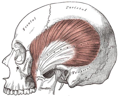 The Temporalis; the zygomatic arch and Masseter have been removed.