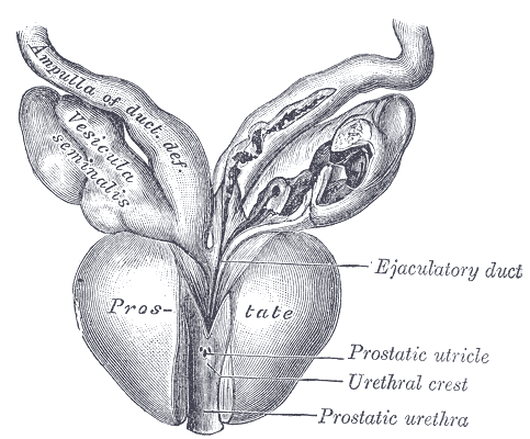Vesiculæ seminales and ampullæ of ductus deferentes, seen from the front.
