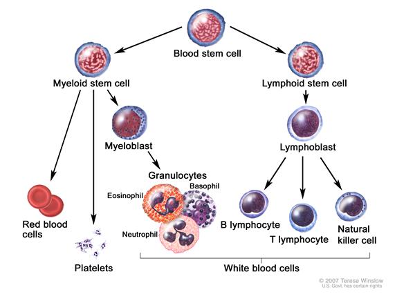 Blood cell development. A blood stem cell goes through several steps to become a red blood cell, platelet, or white blood cell[2]