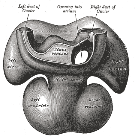 Dorsal surface of heart of human embryo of thirty-five days.