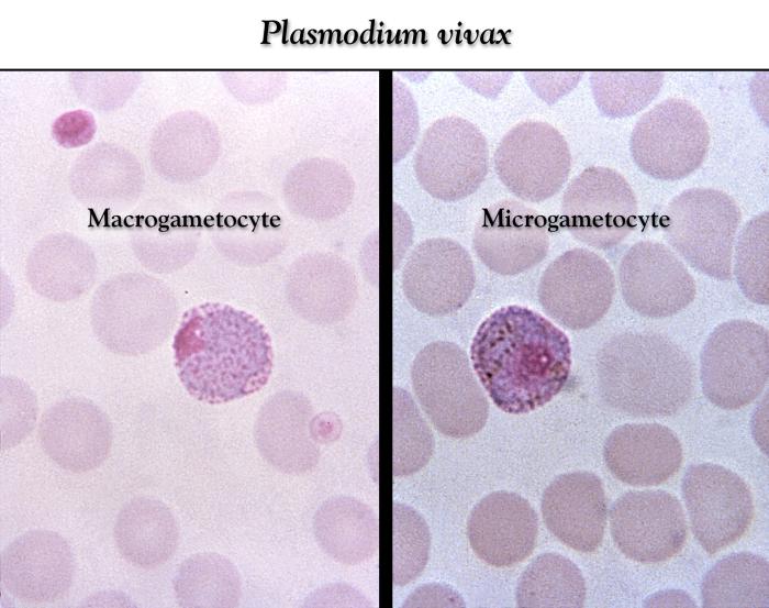 These thin film Giemsa stained micrographs depict a Plasmodium vivax macro- (Lt), and microgametocyte Adapted from Public Health Image Library (PHIL), Centers for Disease Control and Prevention.[6]