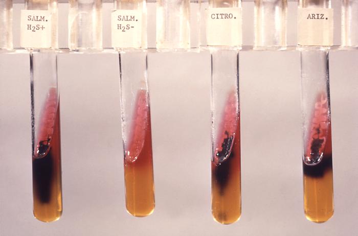 Triple sugar iron agar (TSI) tested for Salmonella (H2S+) and (H2S-); Citrobacter sp. and S. arizonae. From Public Health Image Library (PHIL). [16]