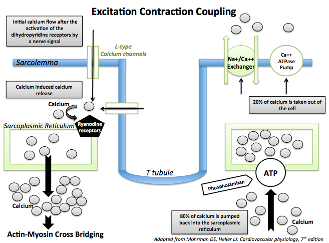 File:Excitation Contraction Coupling.png