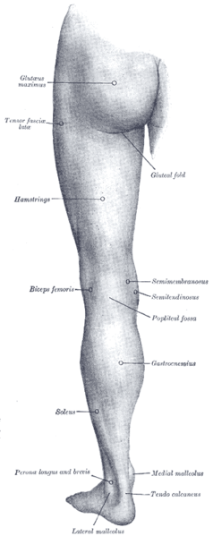 Back of left lower extremity.