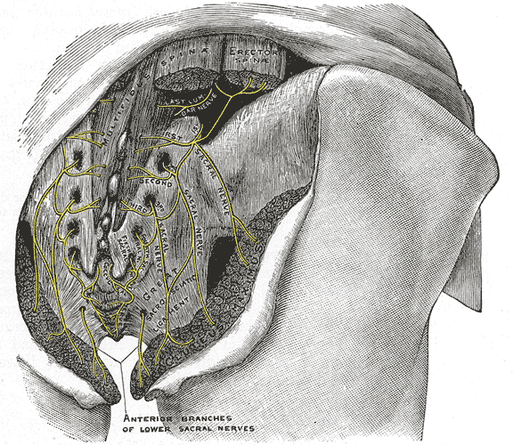 The posterior divisions of the sacral nerves.