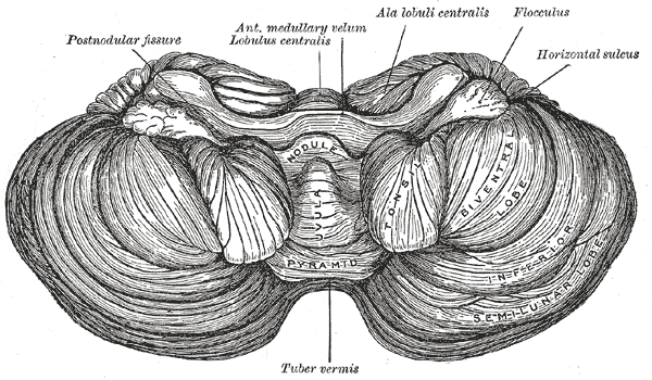 Under surface of the cerebellum.