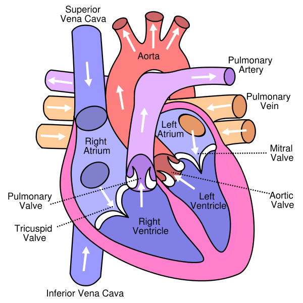 Anterior (frontal) view of the opened heart. White arrows indicate normal blood flow.