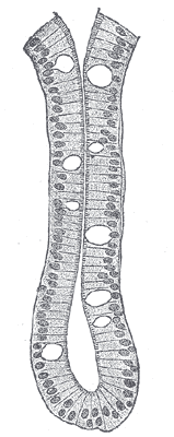 An intestinal gland from the human intestine.