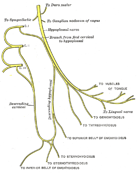 Plan of hypoglossal nerve.