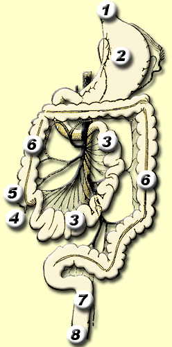 File:Gastro-intestinal tract.png