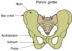 By Original: U.S. National Cancer Institute; Vectorization: Fred the Oyster; German translation kopiersperre/Rothwild (Own work based on: Illu pelvic girdle.jpg) [CC BY-SA 4.0 (https://creativecommons.org/licenses/by-sa/4.0)], via Wikimedia Commons