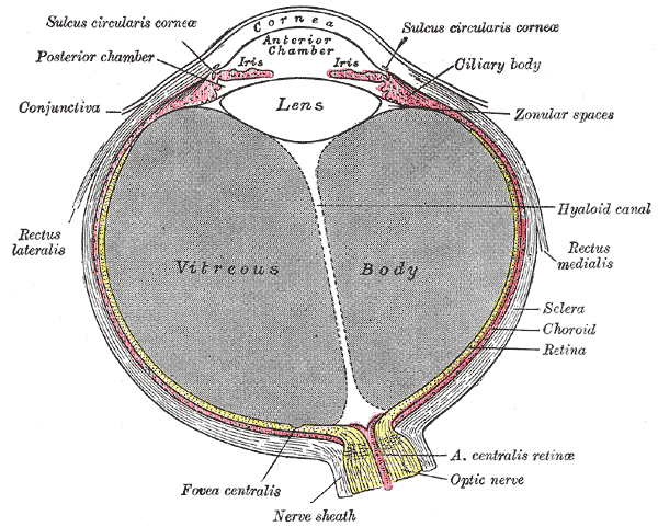 Horizontal section of the eyeball.