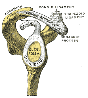 Glenoid fossa of right side.