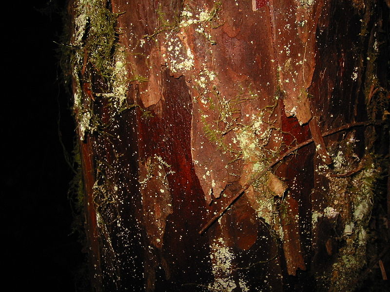 Pacific Yew bark