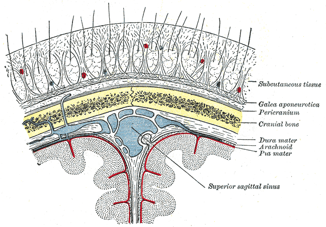 Diagrammatic section of scalp.