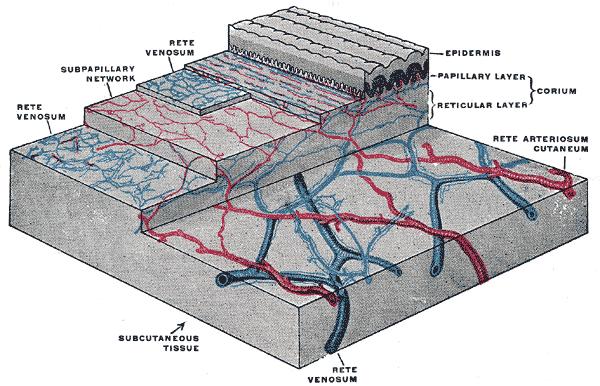 The distribution of the bloodvessels in the skin of the sole of the foot.