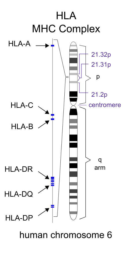 File:HLA MHC Complex human chromosome 6.png