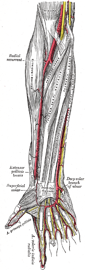 The radial and ulnar arteries.
