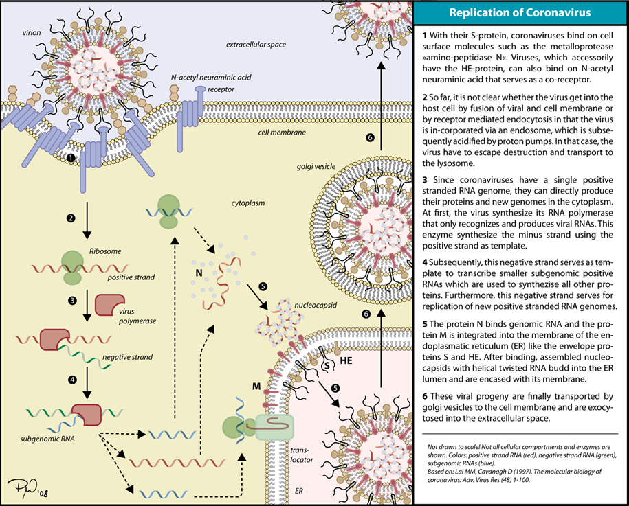 File:Coronavirus replication.png