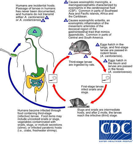 Angiostrongyliasis Life Cycle Adapted from CDC