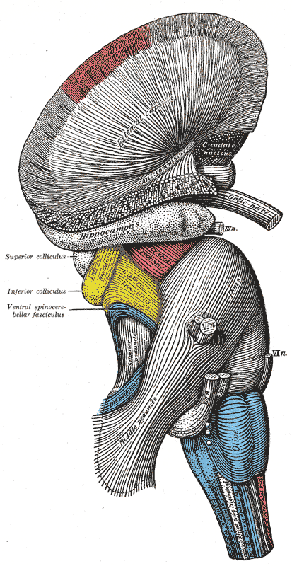 Superficial dissection of brain-stem. Lateral view.