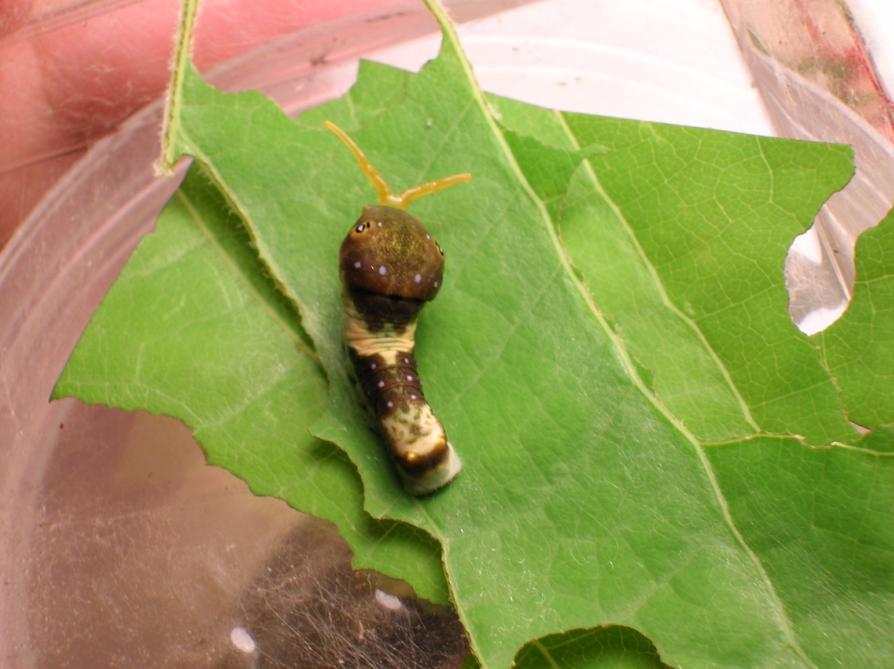 Second or third instar caterpillar showing osmeterium