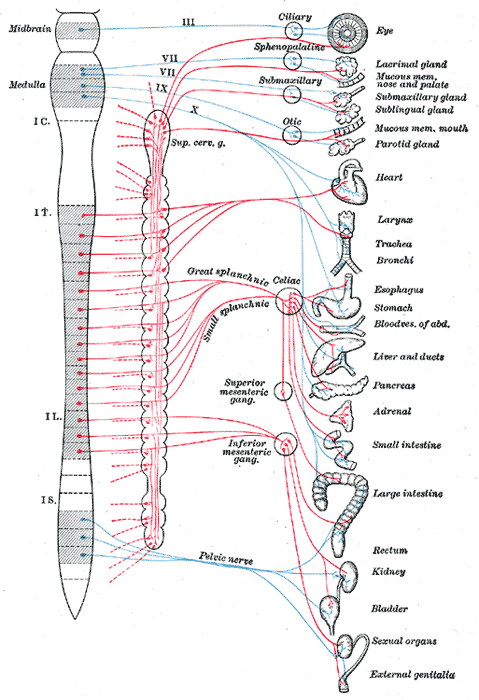Sympathetic (red) and parasympathetic (blue) nervous system
