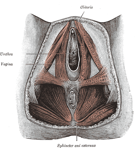 Muscles of the perineum.