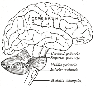 Scheme showing the connections of the several parts of the brain.