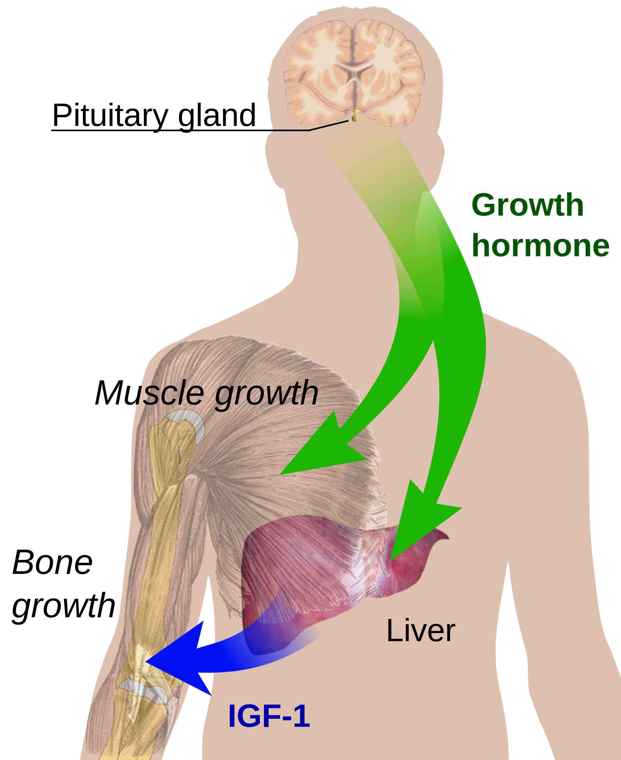 File:Growth liver.png