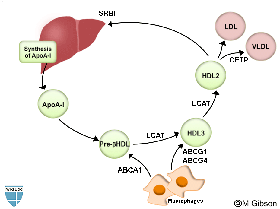 File:HDL-metabolism.gif