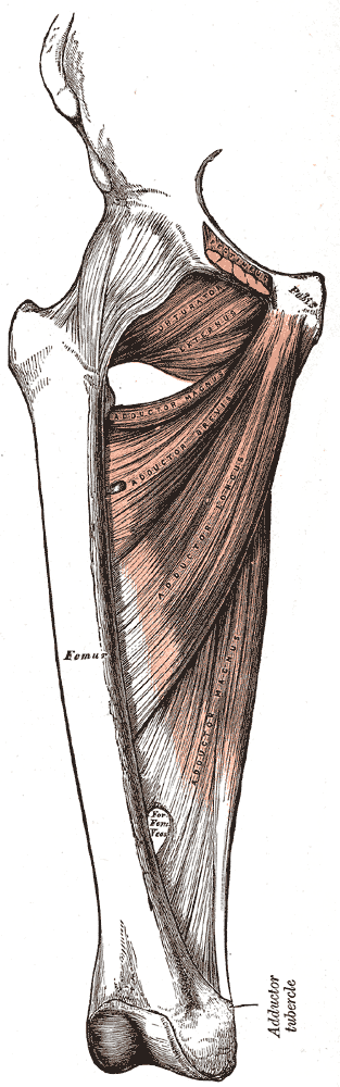Deep muscles of the medial femoral region.