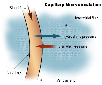 Illu capillary microcirculation.jpg