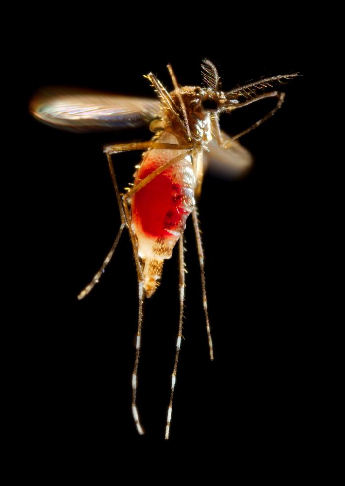 Red blood meal visible through her now transparent abdomen of female Aedes aegypti mosquito after leaving host’s skin surface. From Public Health Image Library (PHIL). [2]
