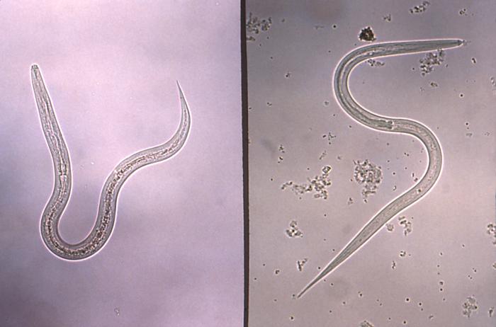 This micrograph depicts a hookworm (Lt), and a Strongyloides (Rt) filariform infective stage larvae. From Public Health Image Library (PHIL). [1]
