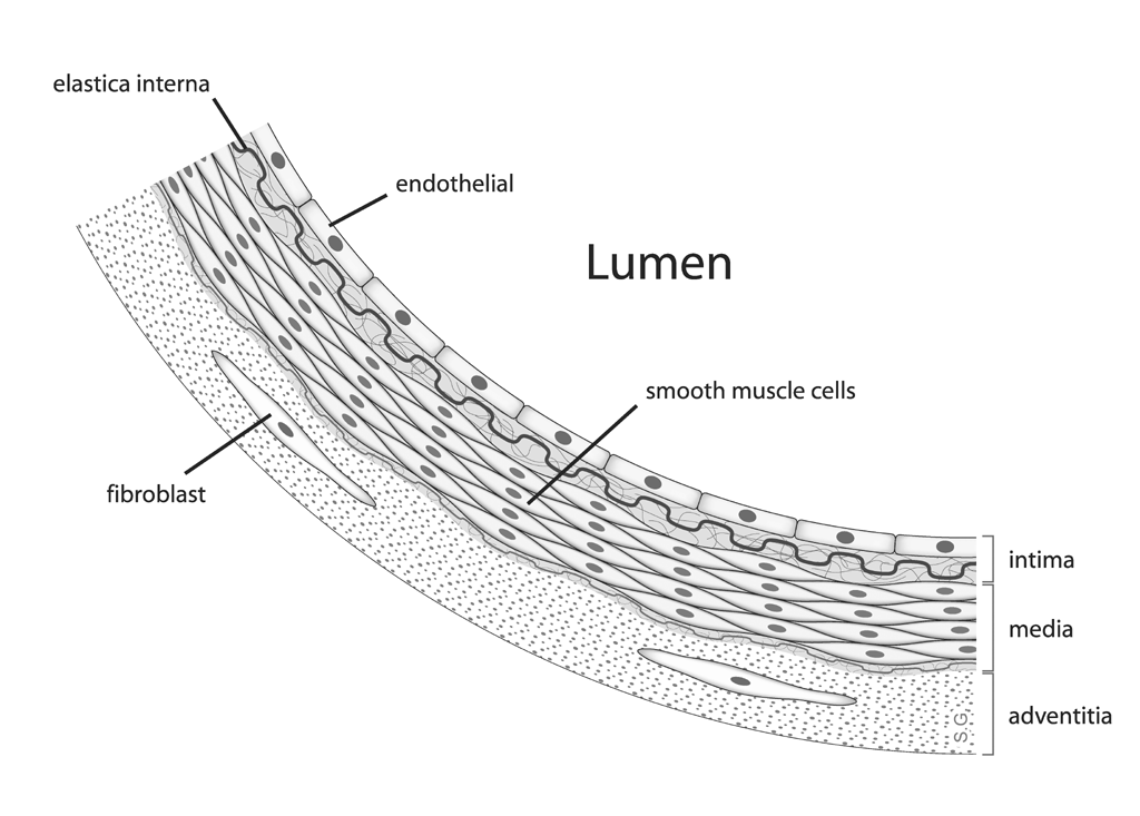 Lumen (anatomy) - wikidoc