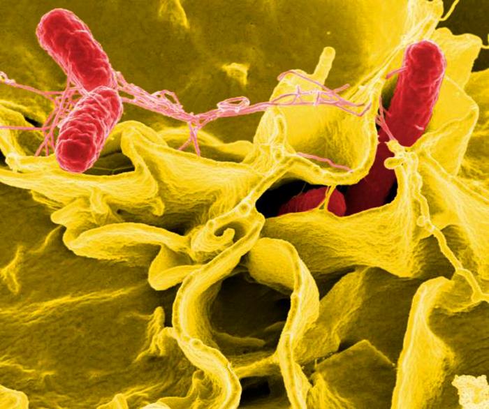 SEM depicts a number of red-colored Salmonella sp. bacteria invading a mustard-colored ruffled immune cell. From Public Health Image Library (PHIL). [15]