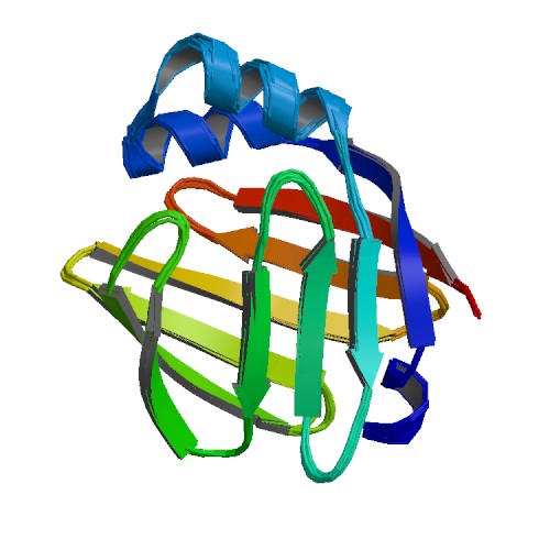 File:PBB Protein FABP3 image.jpg