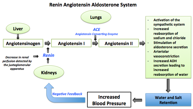 Long term regulation of blood pressure: the renin angiotensin aldosterone system