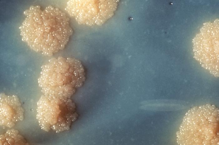 M. tuberculosis bacterial colonies