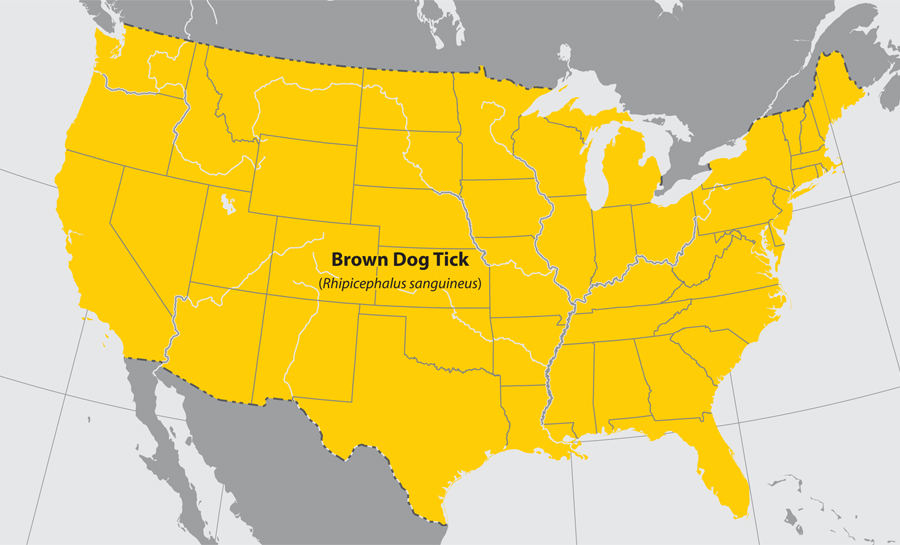 Approximate distribution of the Brown Dog tick Adapted from CDC